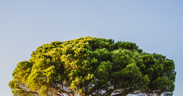 Differences Between Tree Pruning vs Cutting or Trimming Differences Between Tree Pruning vs Cutting or Trimming