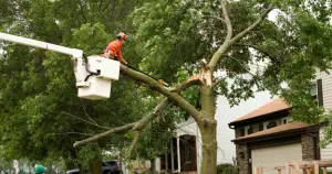 tree pruning vs cutting