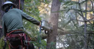 tree pruning vs cutting